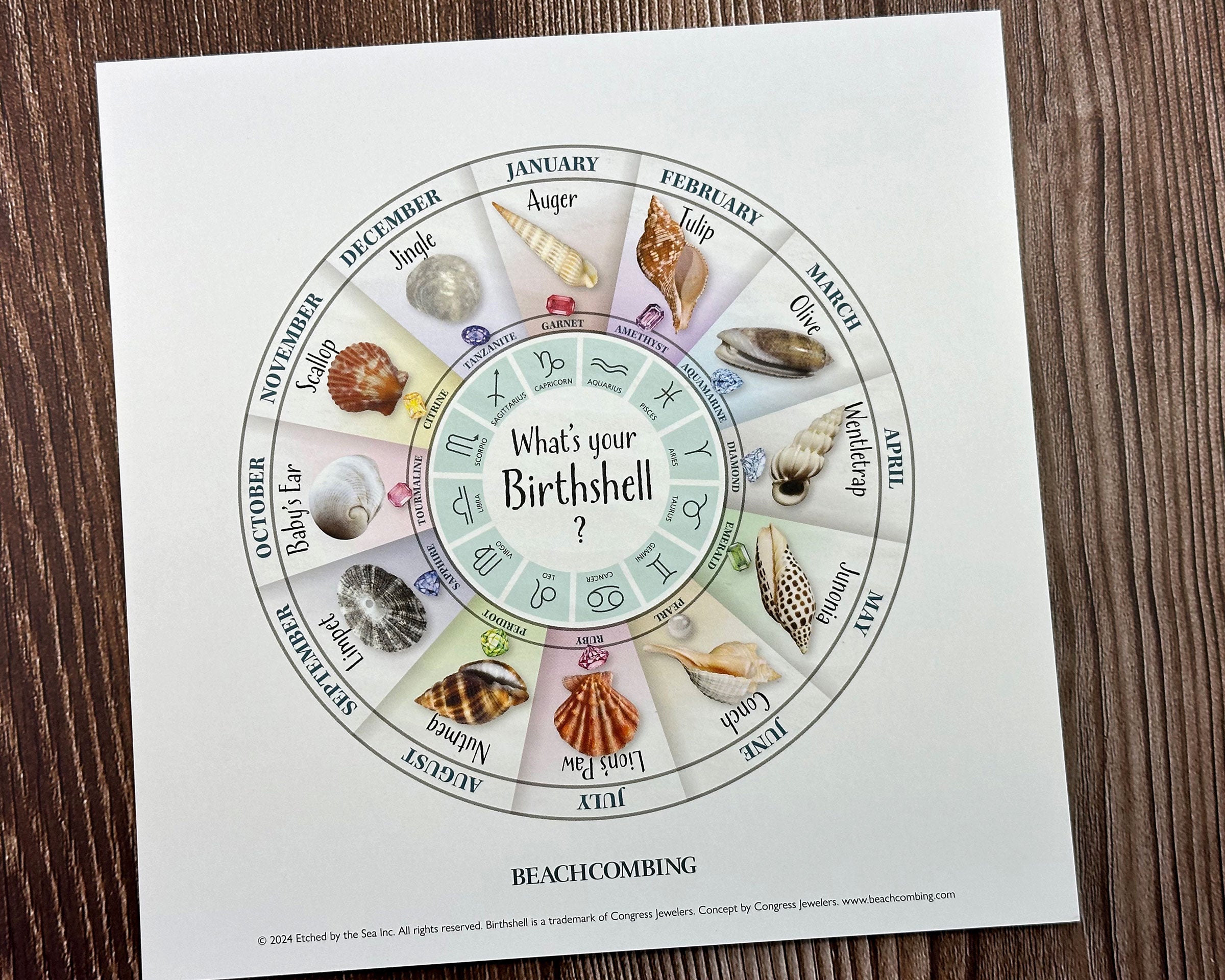Birth Shell Chart - Square Print β Beachcombing Magazine