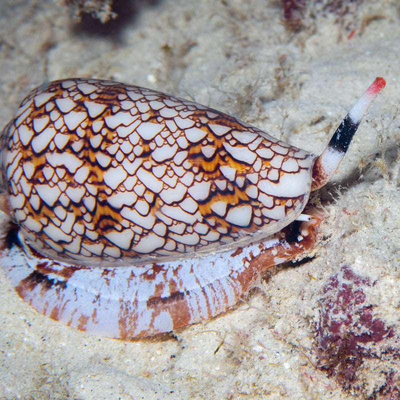 Beachcombing Volume 52: January/February 2026 - PRE-ORDER