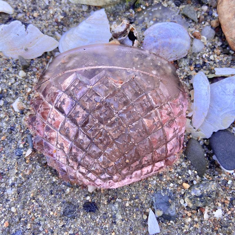 Beachcombing Volume 46: January/February 2025