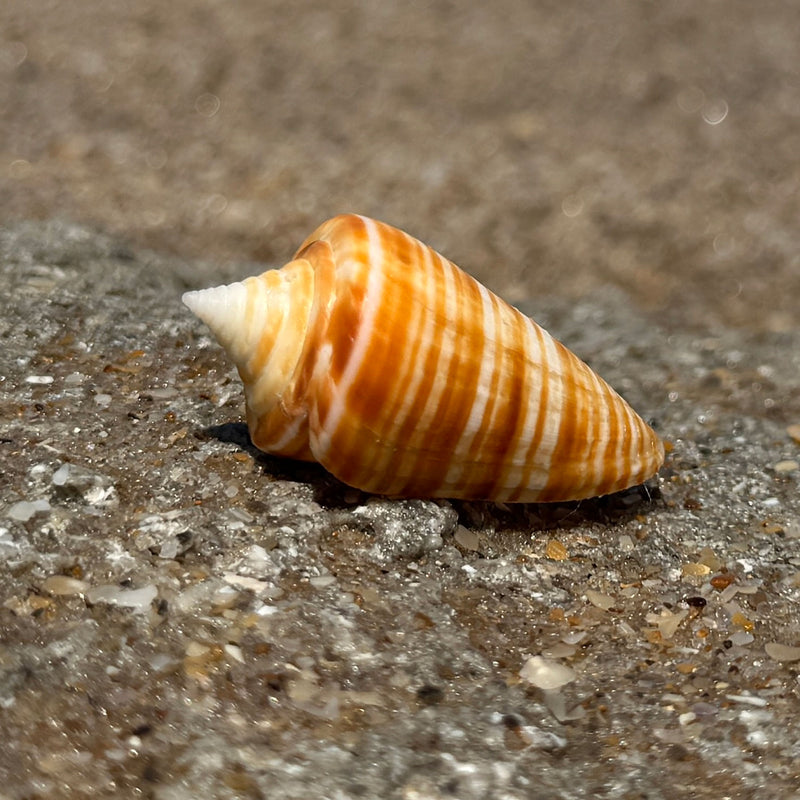 Beachcombing Volume 49: July/August 2025