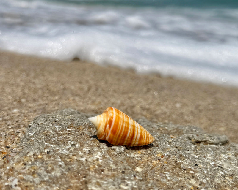 Beachcombing Magazine - Wholesale