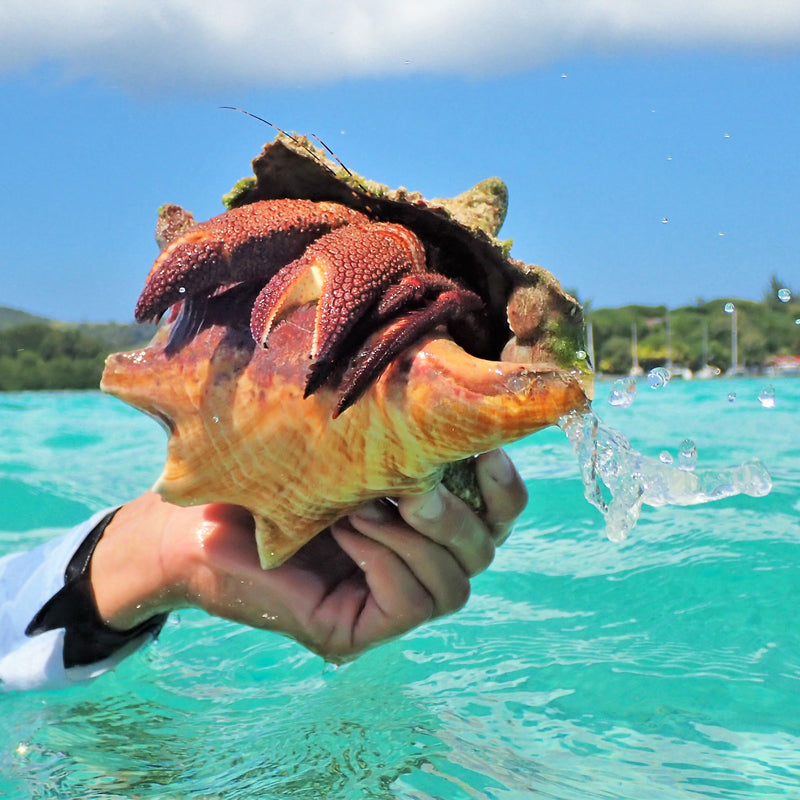 Beachcombing Magazine - Wholesale