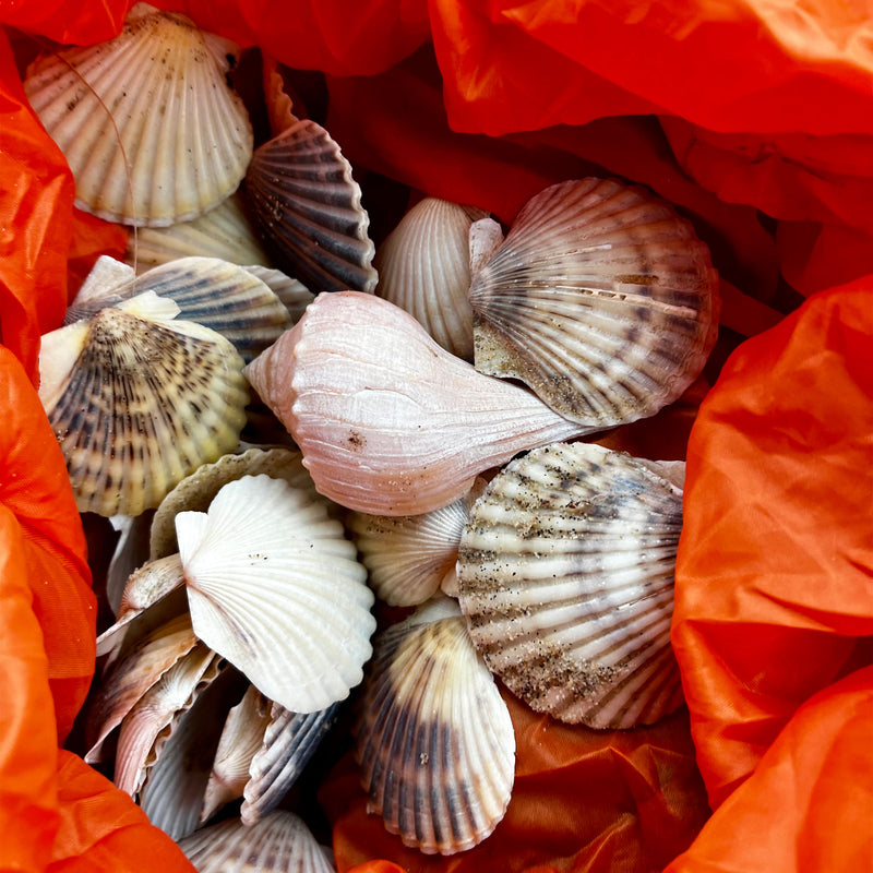 Beachcombing Volume 46: January/February 2025