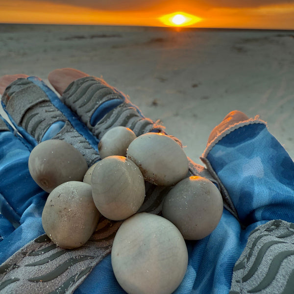 Beachcombing Magazine - Wholesale