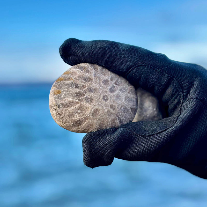 Beachcombing Volume 51: November/December 2025 - Coming Soon