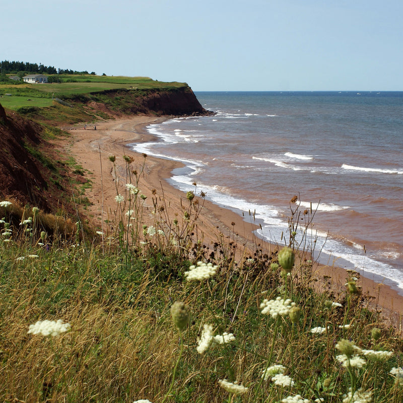 Beachcombing Volume 52: January/February 2026 - PRE-ORDER