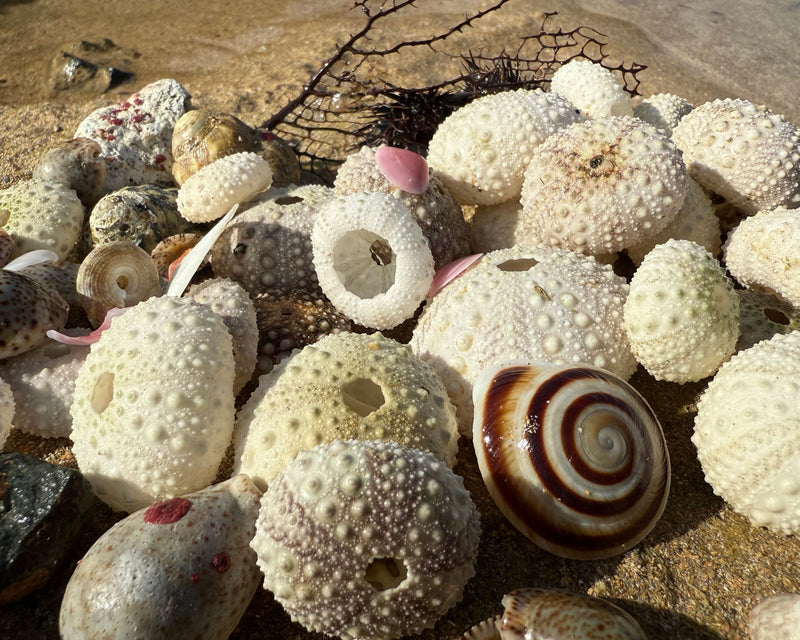 Beachcombing Magazine - Wholesale