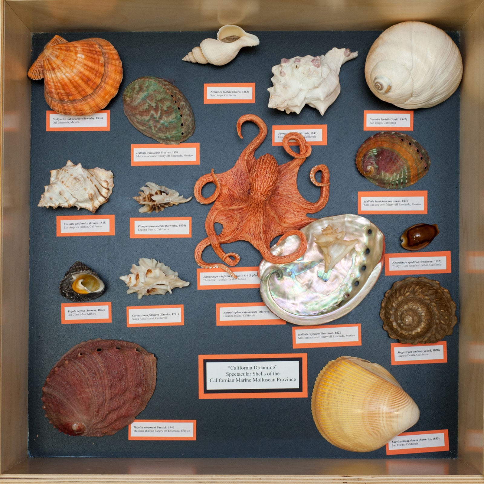 Beachcombing Volume 49: July/August 2025 – Beachcombing Magazine