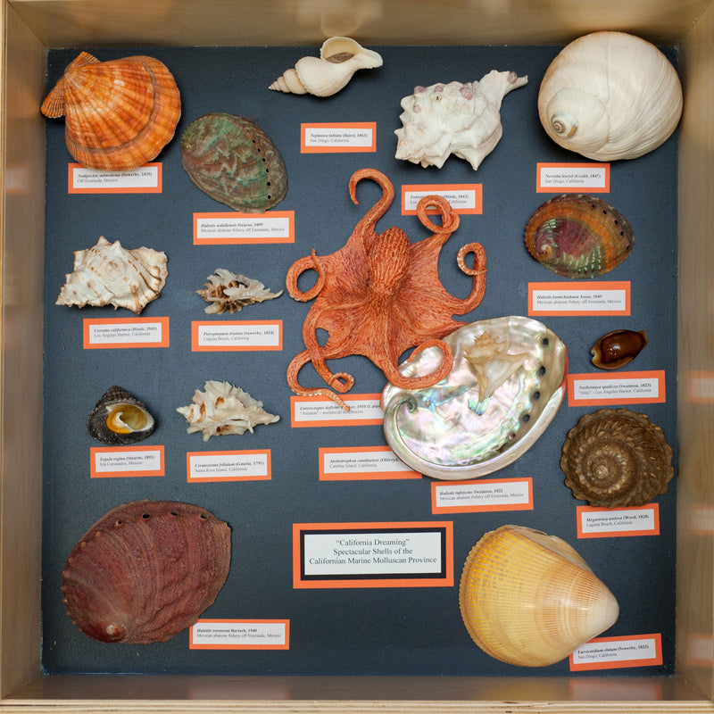 Beachcombing Volume 49: July/August 2025
