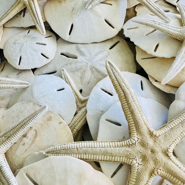 Beachcombing Volume 52: January/February 2026 - PRE-ORDER