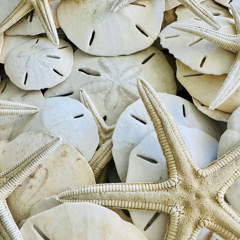 Beachcombing Volume 52: January/February 2026 - PRE-ORDER