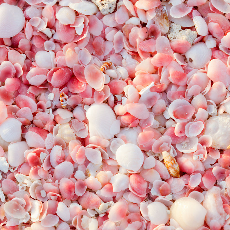 Beachcombing Volume 43: July/August 2024