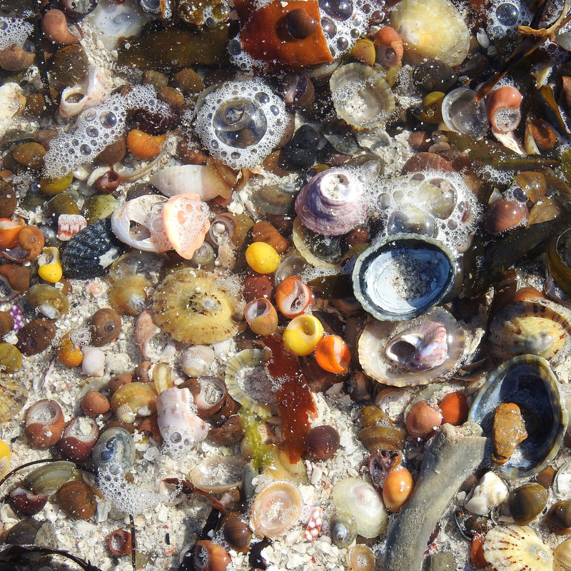 Beachcombing Magazine - Wholesale