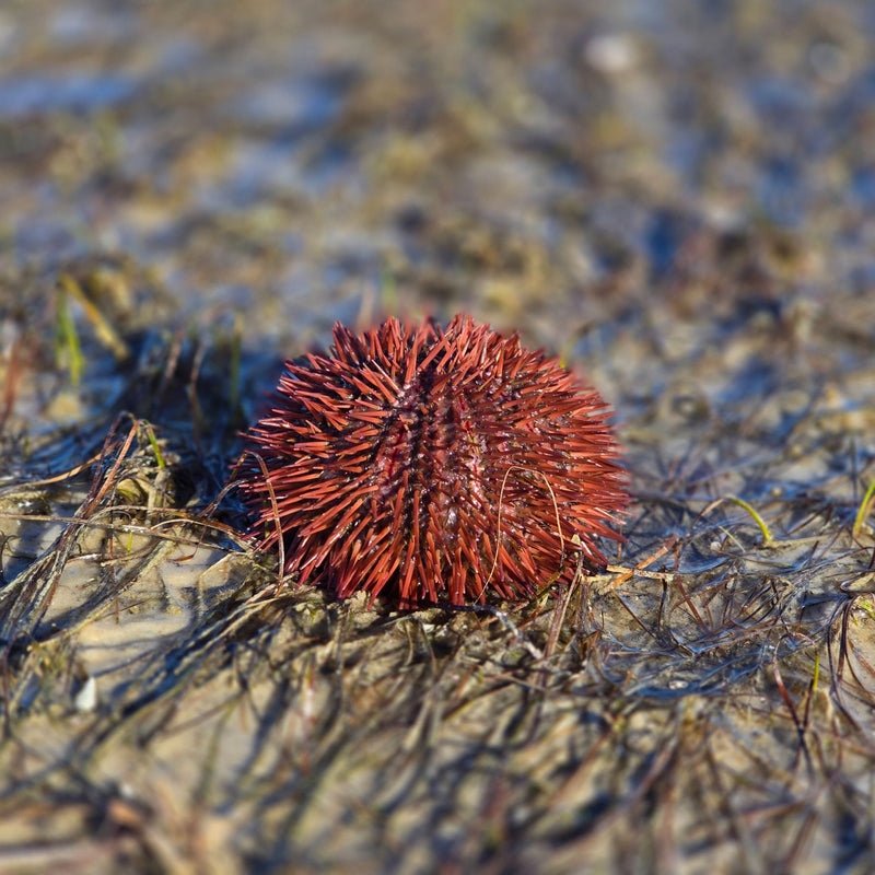 Beachcombing Magazine - Wholesale