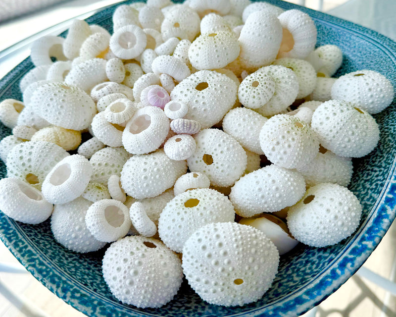 Beachcombing Magazine - Wholesale