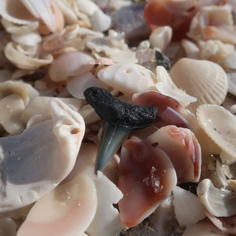 Beachcombing Volume 37: July/August 2023