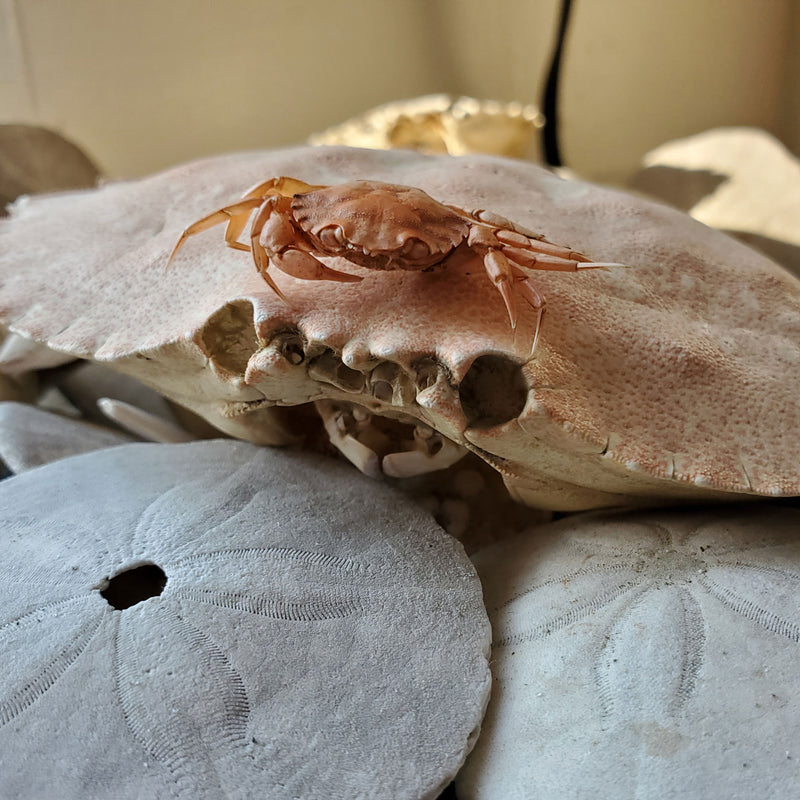 Beachcombing Volume 44: September/October 2024