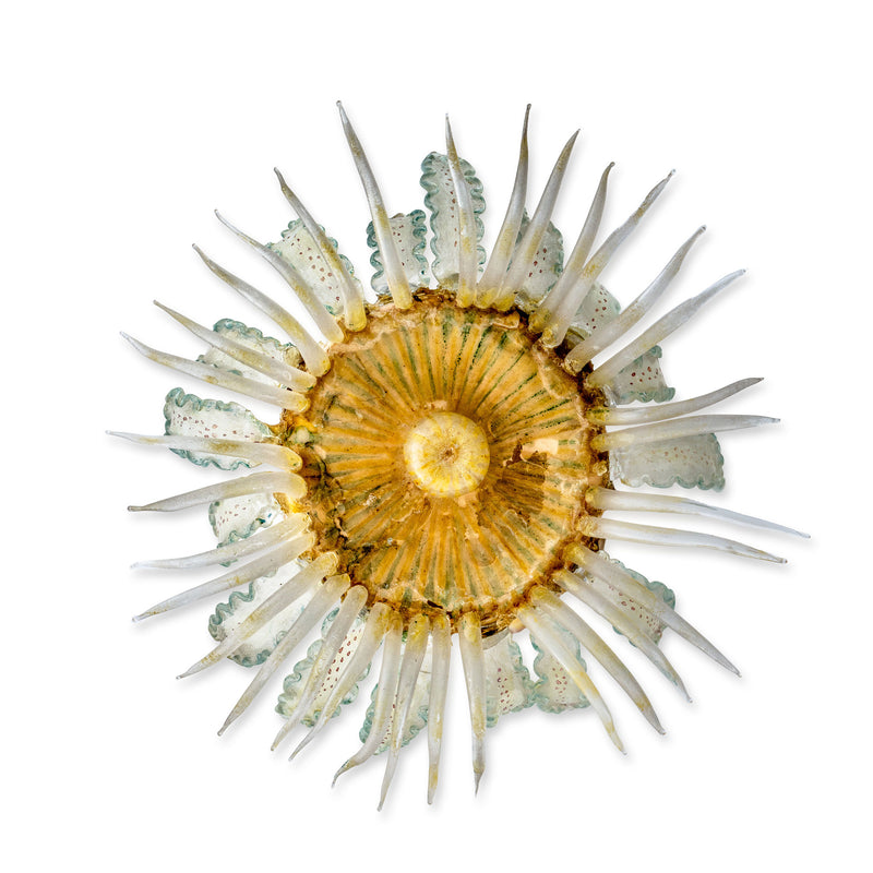 Beachcombing Volume 43: July/August 2024