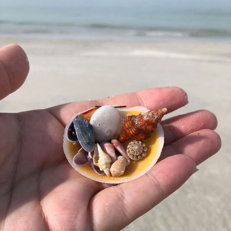 Beachcombing Volume 44: September/October 2024