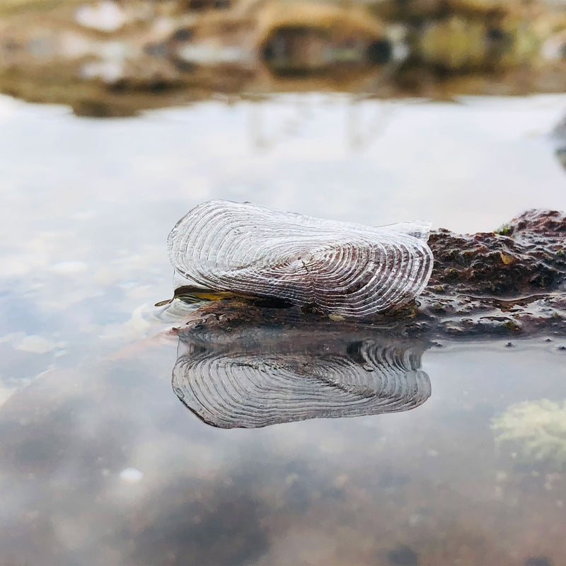 Beachcombing Volume 46: January/February 2025