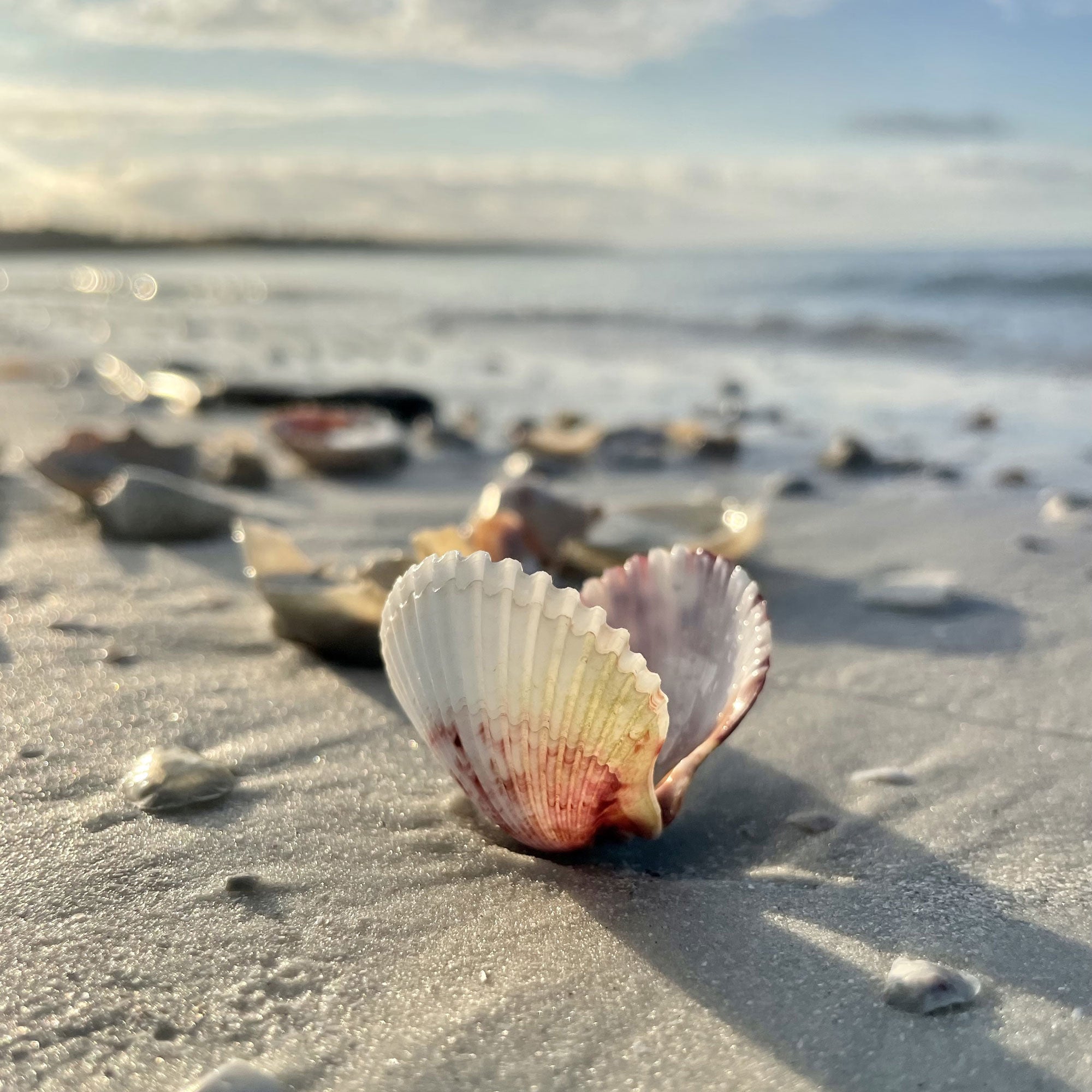 Beachcombing Volume 34: January/February 2023 – Beachcombing Magazine
