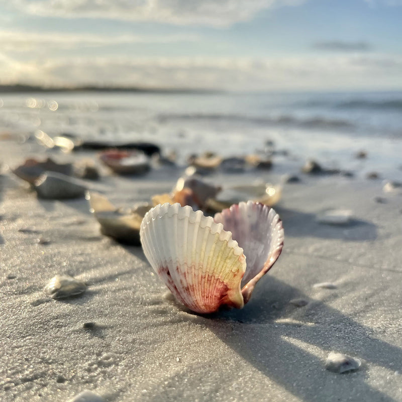 Beachcombing Volume 34: January/February 2023