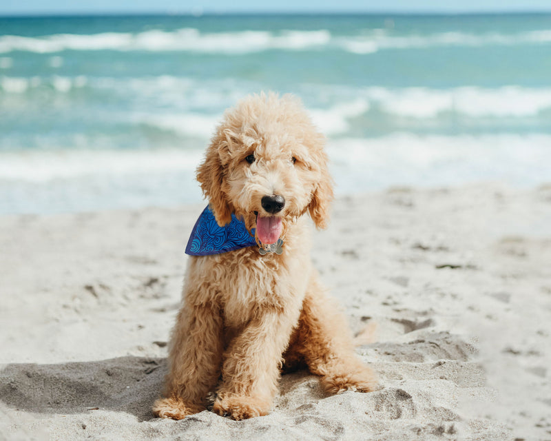 Beachcombing Bandana