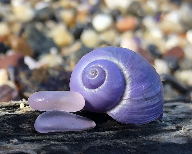 Beachcombing Volume 29: March/April 2022