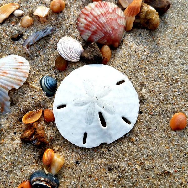 Beachcombing Volume 18: May/June 2020