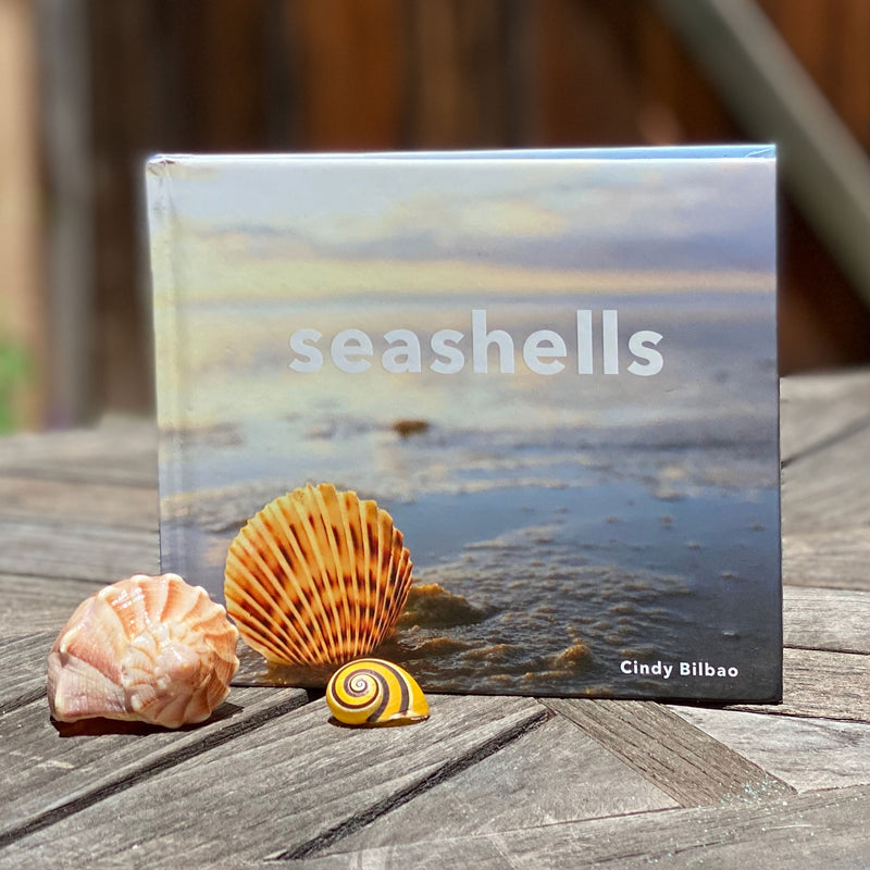 Seashells Book — Cindy Bilbao