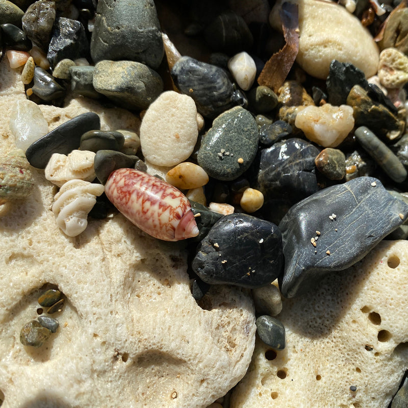 Beachcombing Volume 30: May/June 2022