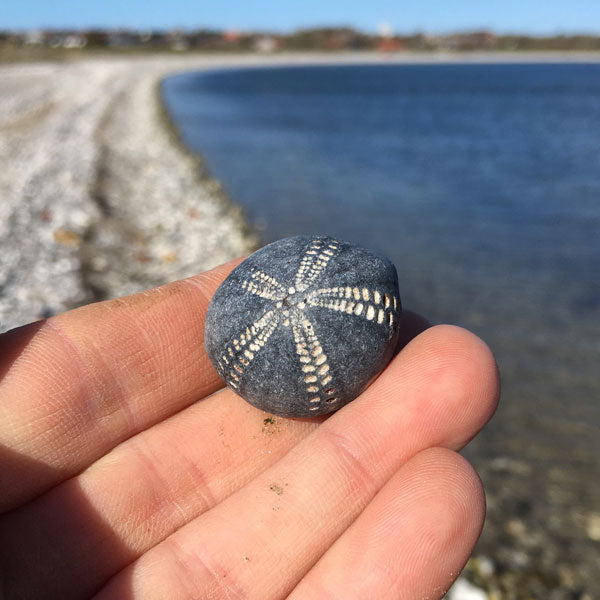 Beachcombing Premium Subscription