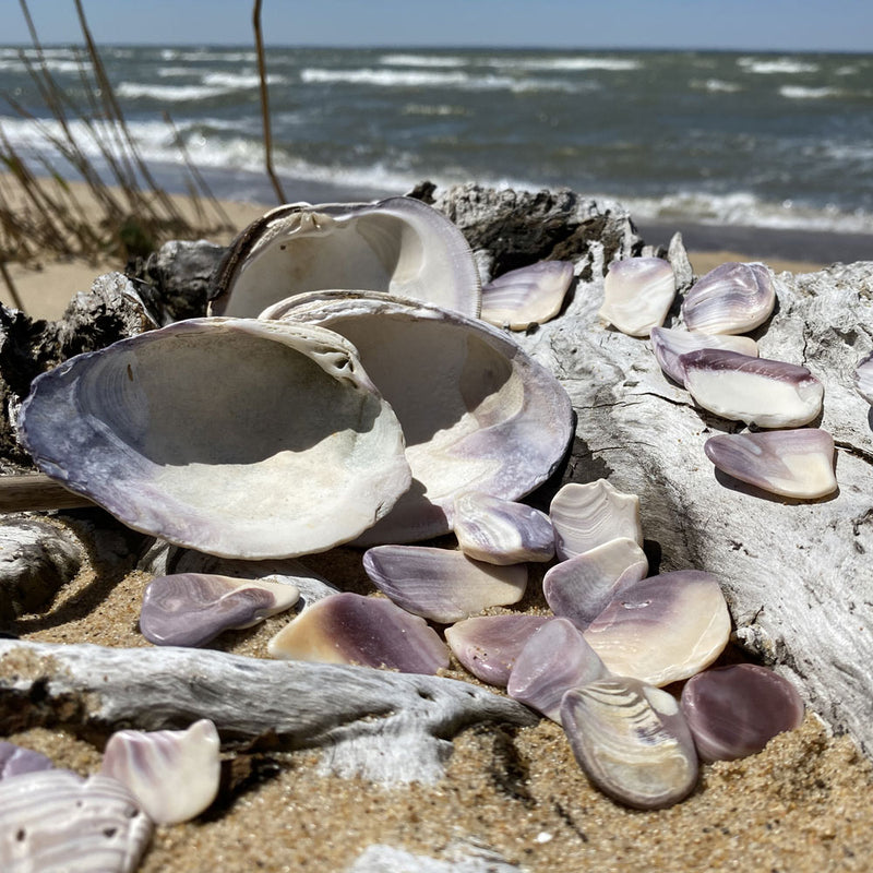 Beachcombing Volume 19: July/August 2020